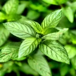 Peppermint-oil.webp